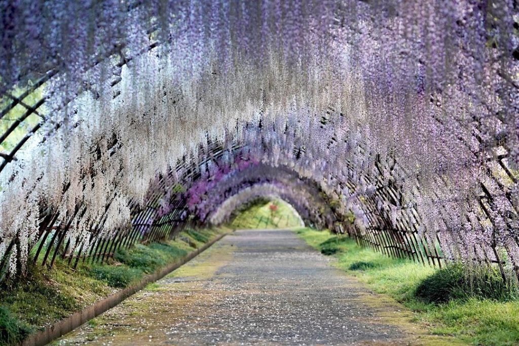 kawachi fujien