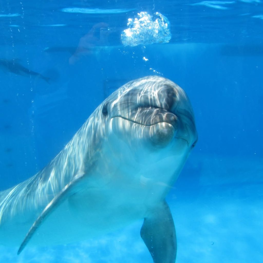 4. Marine World Uminonakamichi